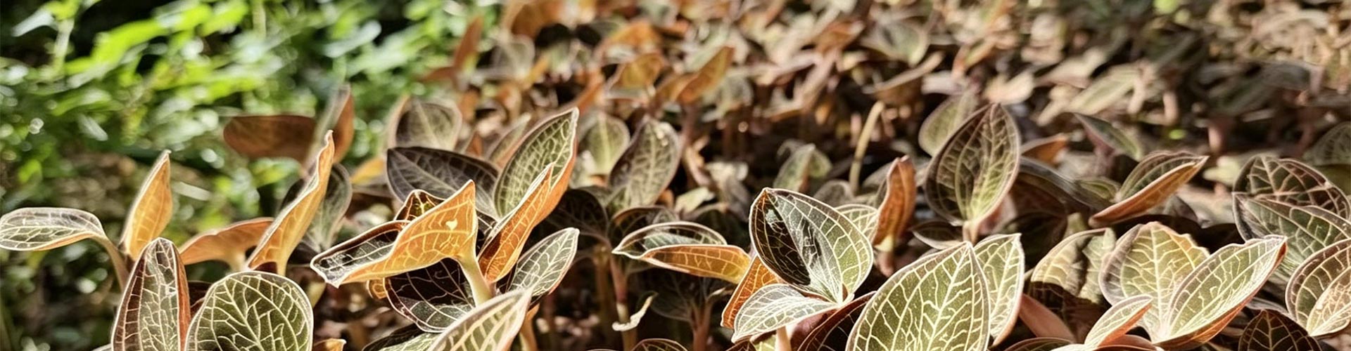 Các sản phẩm