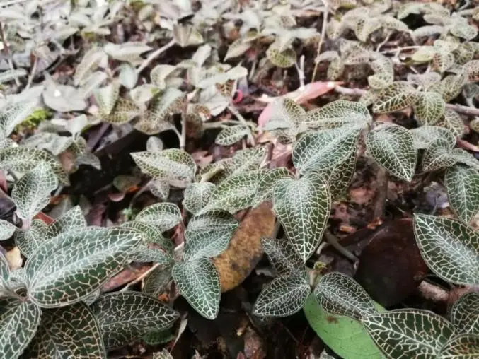 Các nhà khoa học Trung Quốc ở Vũ Hán giải mã loài Anoectochilus Roxburghii sau 20 năm nghiên cứu và phát triển thành công loại thuốc điều tra cải tiến loại 1