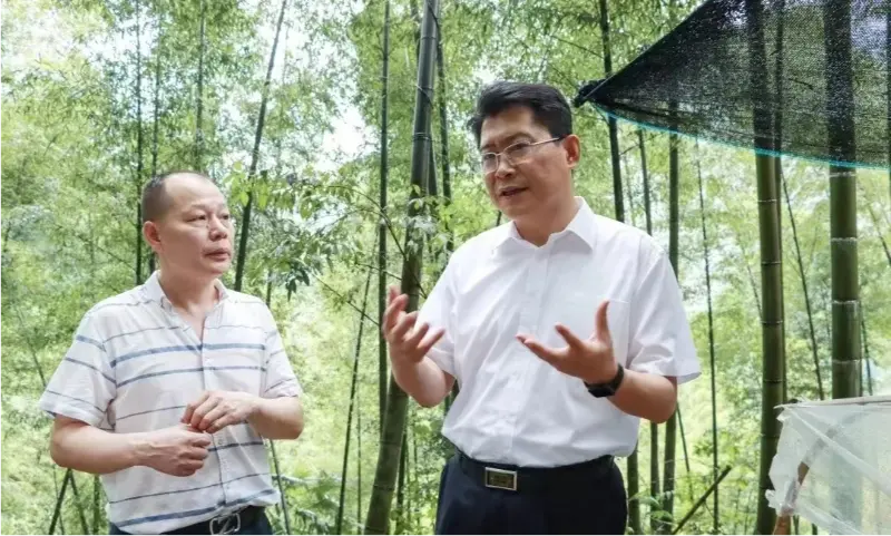 Liu Shuo, Bí thư Thành ủy Bằng Tường, kiểm tra cơ sở trồng Anoectochilus