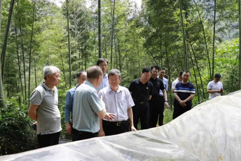 Liu Shuren, Giám đốc Phòng Cải cách và Phát triển của Cục Lâm nghiệp và Đồng cỏ Quốc gia, điều tra cơ sở trồng Anxin Shibawan Anoectochilus