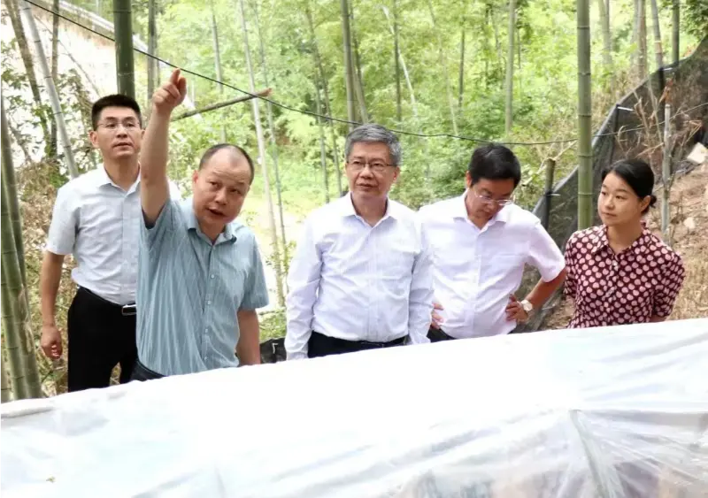 Liu Hongning, Trưởng khoa Viện Nghiên cứu Cao cấp của Đại học Y học Cổ truyền Trung Quốc Giang Tây và nguyên Bí thư Đảng ủy của trường đại học, dẫn đầu nhóm chuyên gia cấp tỉnh về cải cách toàn diện y học cổ truyền Trung Quốc ở Giang Tây để tiến hành nghiên cứu tại cơ sở Anoectochilus của chúng tôi Liu Hongning, Trưởng khoa Viện Nghiên cứu Cao cấp của Đại học Y học Cổ truyền Trung Quốc Giang Tây và nguyên Bí thư Đảng ủy của trường đại học, dẫn đầu nhóm chuyên gia cấp tỉnh về cải cách toàn diện y học cổ truyền Trung Quốc ở Giang Tây để tiến hành nghiên cứu tại cơ sở Anoectochilus của chúng tôi